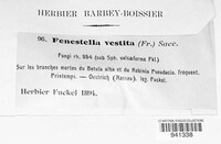 Fenestella vestita image